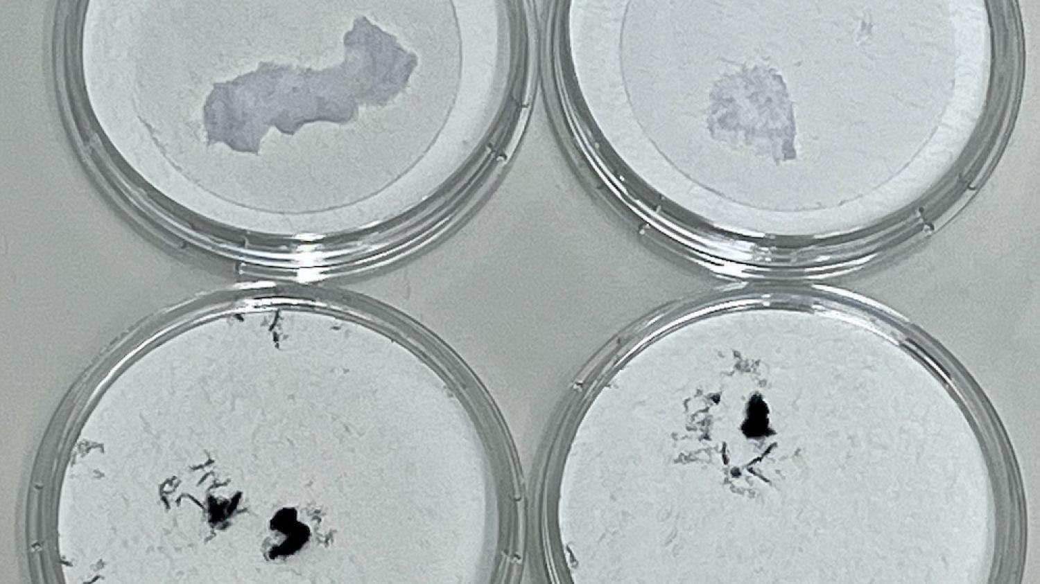 Filter tray from testing white man-made cellulosic fibres (more numerous) and black polyester (less numerous) for fibre shedding tendencies, copyright RISE 